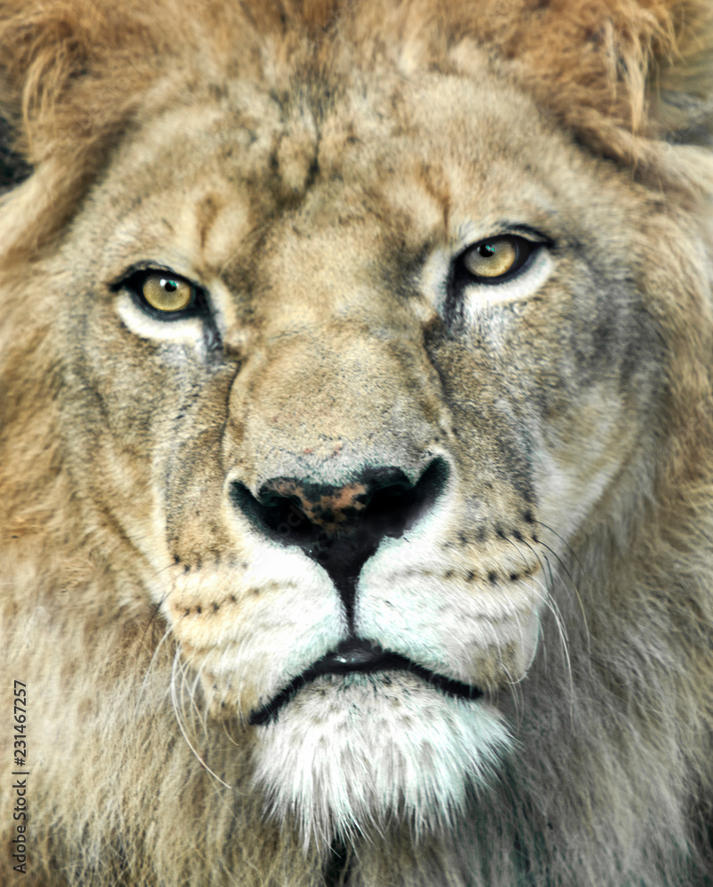 Löwe Portrait Löwe Portrait
