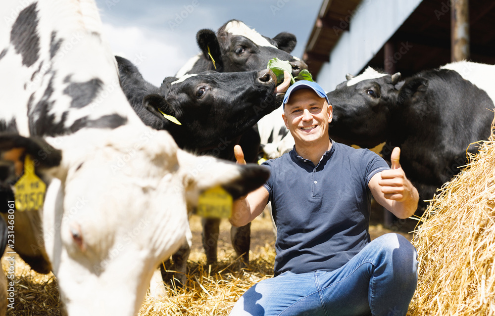 Fototapeta szczęśliwy mężczyzna rolnik na farmie krów wokół stada