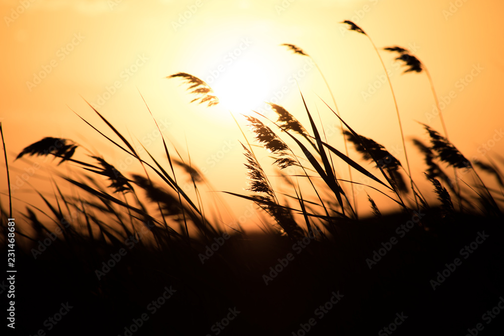 Golden ears of wheat on the field. Sunset light. Close up view.