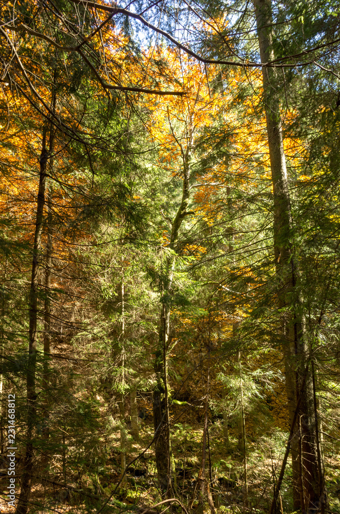 Mixed forest. Coniferous and deciduous forest. Yellow and green forest. Mixed forest. Coniferous and deciduous forest. Yellow and green forest.