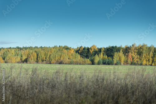 Green field with colorful trees on the horizon. Autumn landscape.