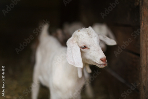Young white goat kid, blurred barn stable in background. Detail on head.