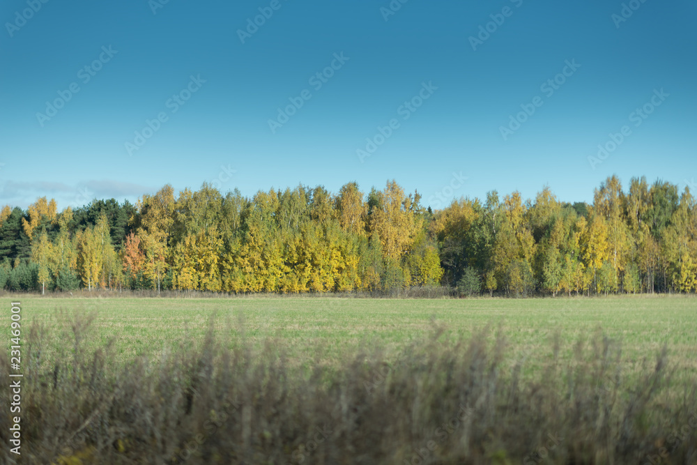 Green field with colorful trees on the horizon. Autumn landscape.