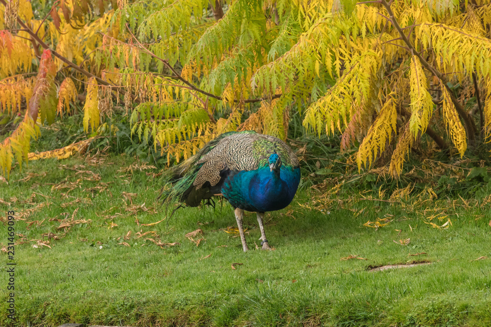 Fototapeta premium Pfau im herbst