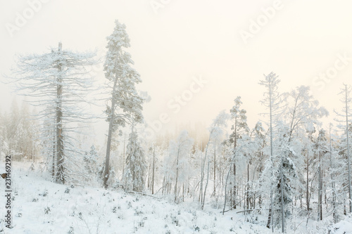 Old snag tree in a frosty winter landscape at a bog © Lars Johansson