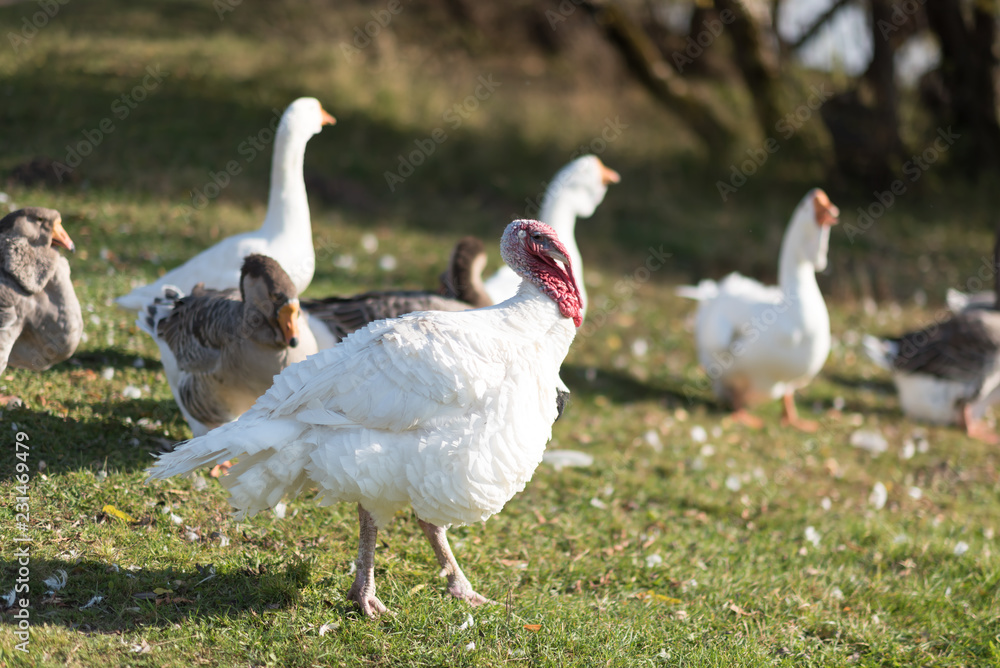 Geese walk on soil clay near the river, goose, geese, ducklings, Turkey Geese walk on soil clay near the river, goose, geese, ducklings, Turkey