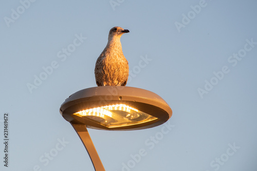 Seagull perching on Light in evening