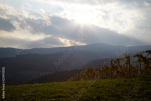 Wein Reben Rieden Berge Herbst Landschaft photo