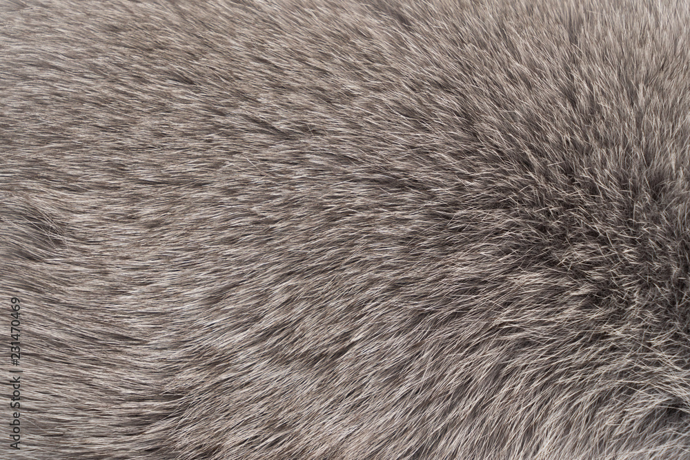 Close up texture of gray fur abstract background Close up texture of gray fur abstract background
