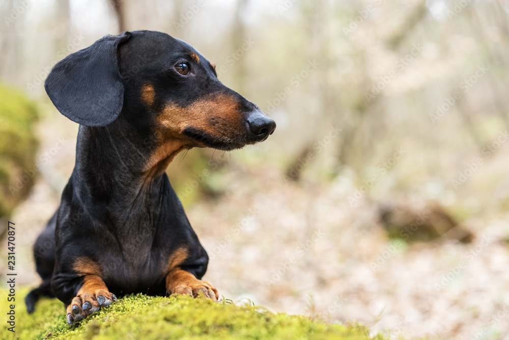portrait of a beautiful dachshund dog, black and tan, lying on a stump in the forest