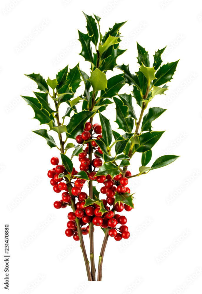 Fototapeta premium holly leaves and berries isolated on a white background