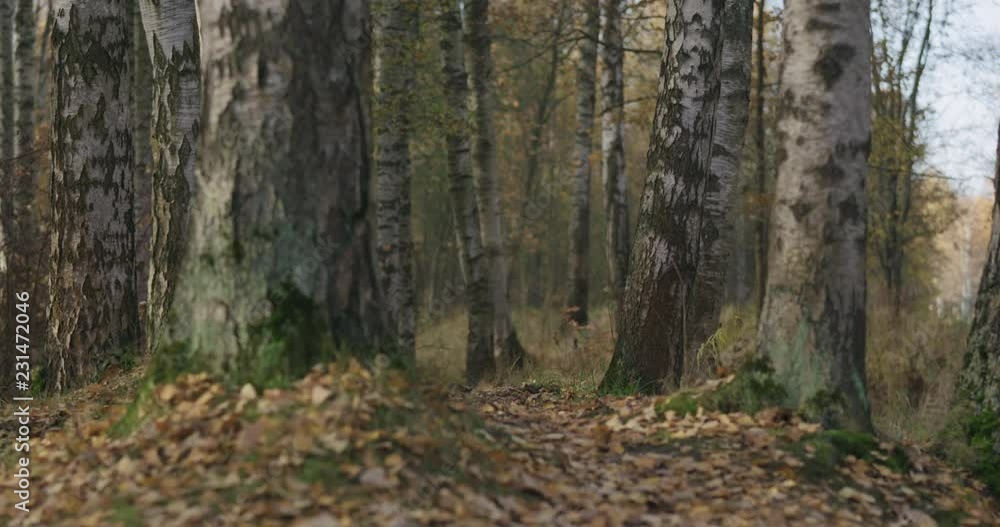 Slow motion focus pull in autumn wild park with birch trees low angle Slow motion focus pull in autumn wild park with birch trees low angle