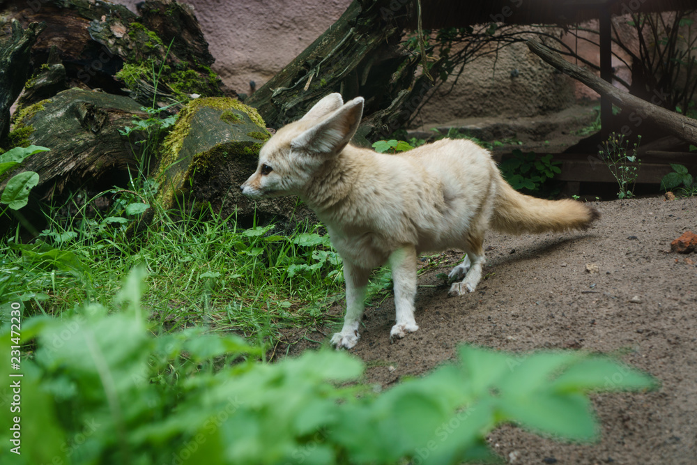 Cutie pet in zoo Cutie pet in zoo