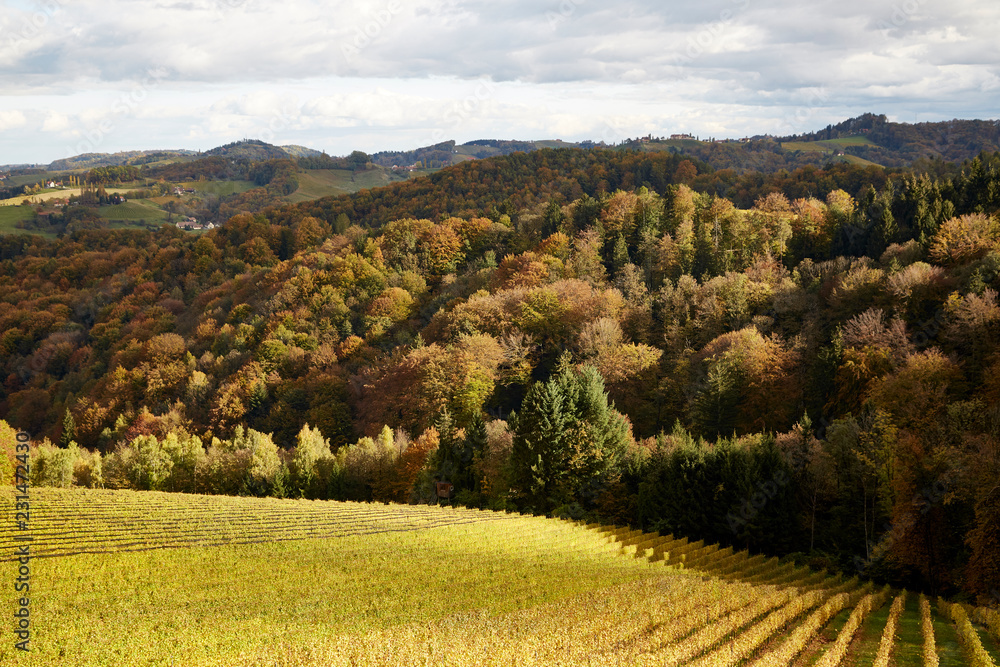 Wein Reben Rieden Herbst Landschaft Wald
