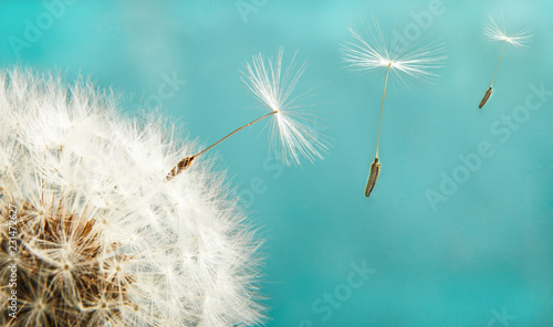 Dandelion with seeds close up on a background of the sky