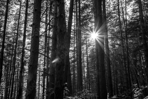 Dark natural background of black and white pine forest landscape against sunset rays. Scenery light diffraction in the autumn forest with tree silhouettes in Vitosha mountain near Sofia, Bulgaria