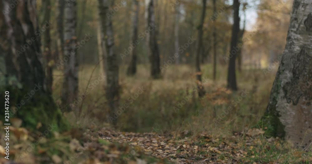 Slow motion focus pull in autumn wild park with birch trees low angle