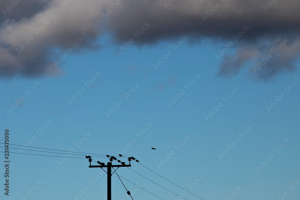 Flock of Common Starlings, Latin name Sturnus vulgaris, roosting on telegraph wires at dusk on farmland Flock of Common Starlings, Latin name Sturnus vulgaris, roosting on telegraph wires at dusk on farmland