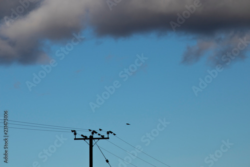 Flock of Common Starlings, Latin name Sturnus vulgaris, roosting on telegraph wires at dusk on farmland