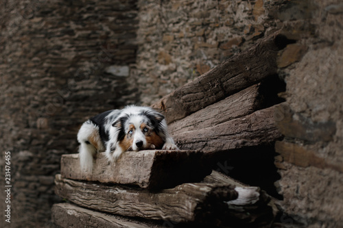the dog is lying on a log. Australian Shepherd in a stone wall. pet on nature