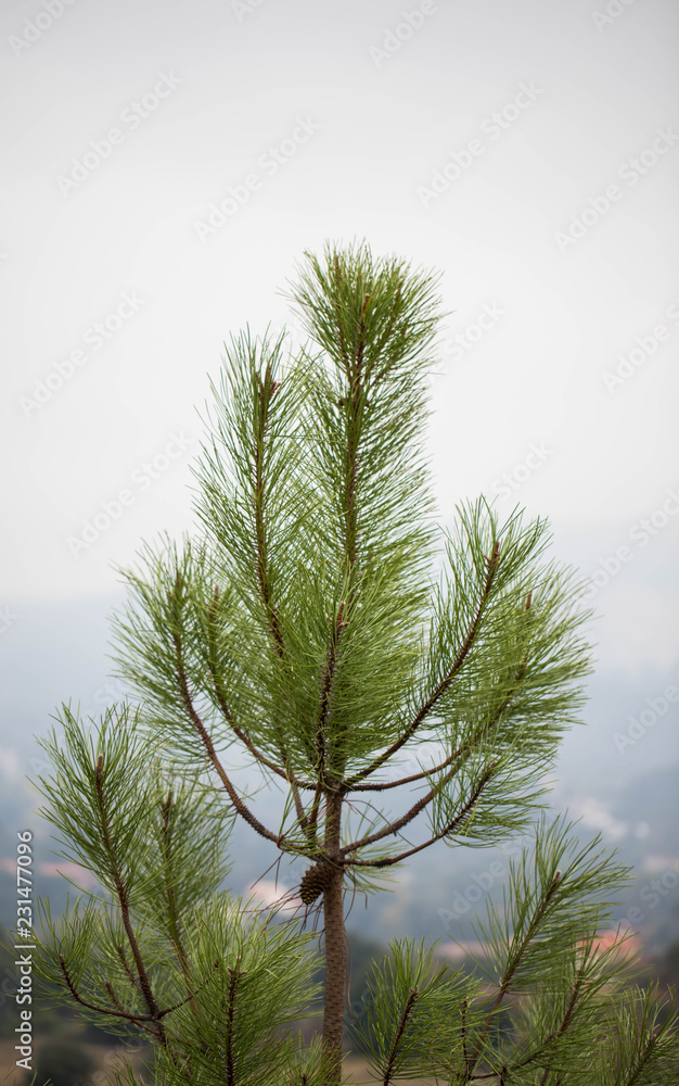Little pinetree I Little pinetree I