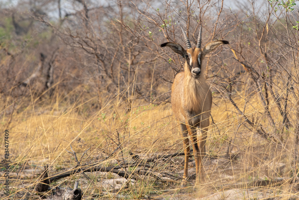 Fototapeta premium Schwarzenfersenantilope, Impala, melampus melampus im Busch des Nationalparks Mudumu, Namibia