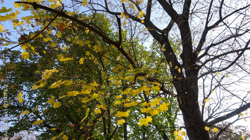 Yellow leaves of a maple on a tree in the park in autumn