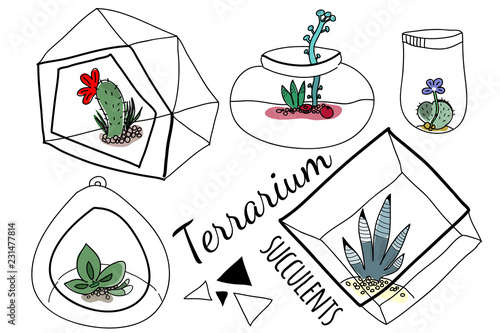 Succulents in terrarium vector set