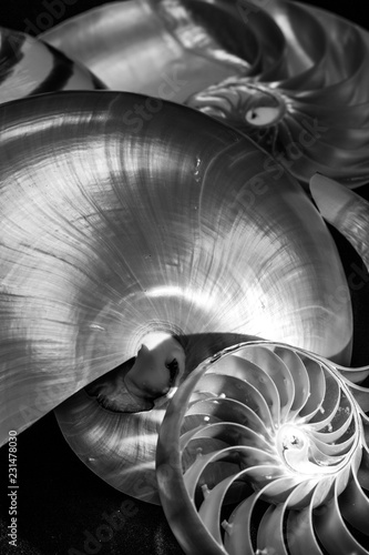 Obraz na plátně macro photography or up close images of smaller items are what these sea shells