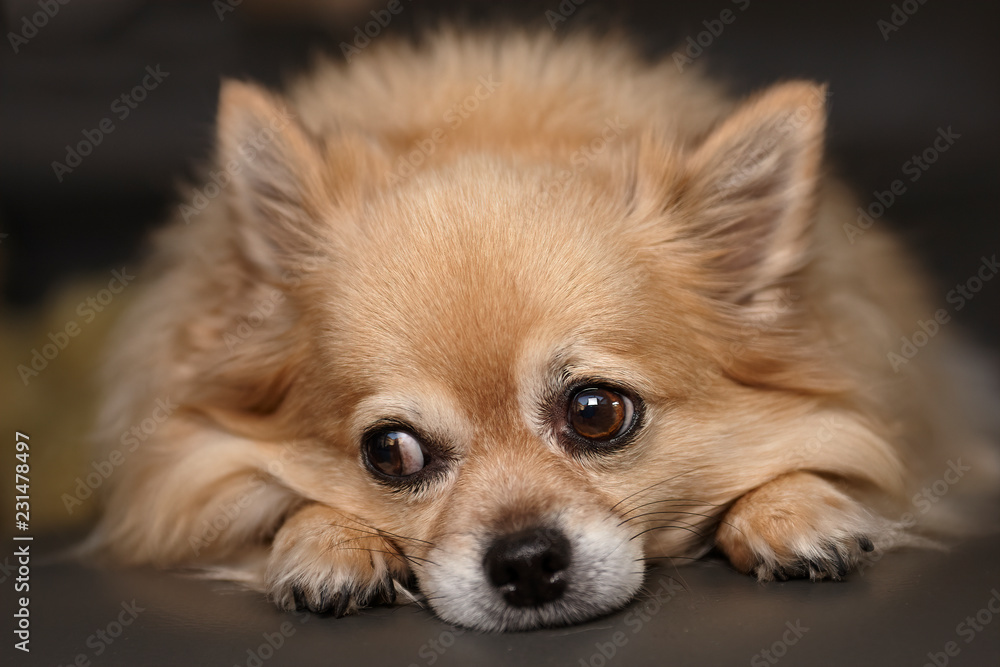 Chihuahua on the outlook