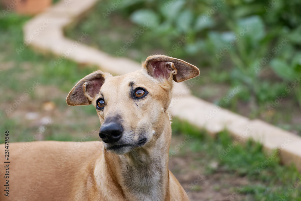 Portrait of a young greyhound outdoor in summer Portrait of a young greyhound outdoor in summer