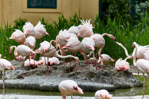 Vögel aufgeregte Flamingos Gruppe rosa streitend photo