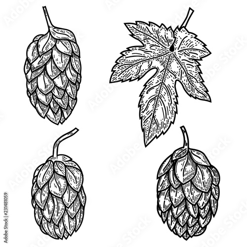 Set of beer hop illustrations in engraving style. Design element for logo, label, emblem, sign, poster.
