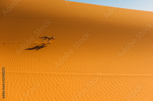 Fennec Fox , Sahara Desert, Merzouga, Morocco photo