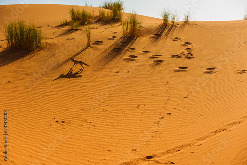 Fennec Fox , Sahara Desert, Merzouga, Morocco