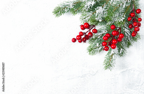 Christmas tree branches red berries white background