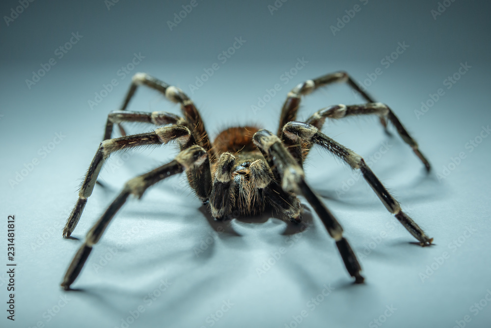 Acanthoscurria geniculata / Weißknievogelspinne Acanthoscurria geniculata / Weißknievogelspinne