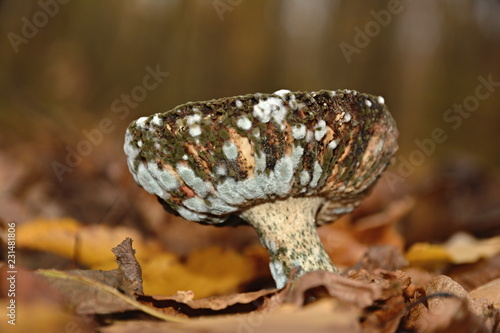 Old fungus covered with mold.