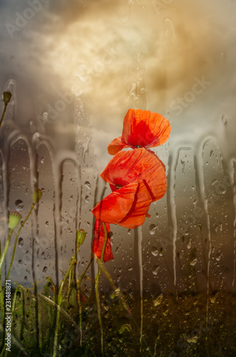 Fototapeta Naklejka Na Ścianę i Meble -  Poppies in rain