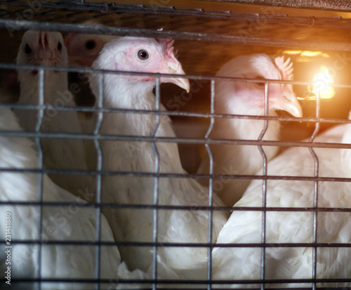 A young broiler chicken sits in an open-air cage on a poultry farm, close-up