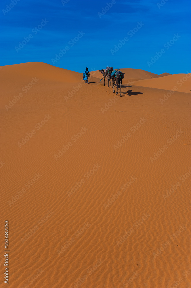 Camel caravan in Erg Chebbi Desert, Sahara Desert near Merzouga, Morocco Camel caravan in Erg Chebbi Desert, Sahara Desert near Merzouga, Morocco