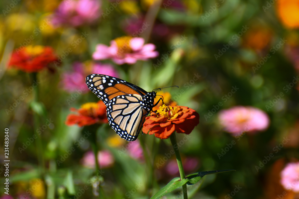 Obraz premium Monarch