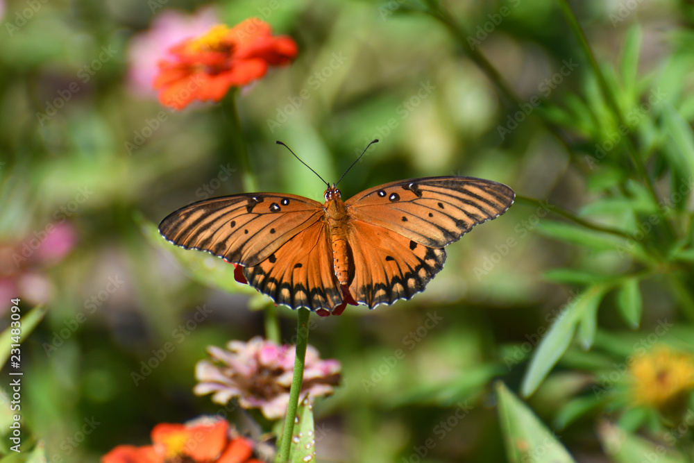 Gulf fritillary Gulf fritillary