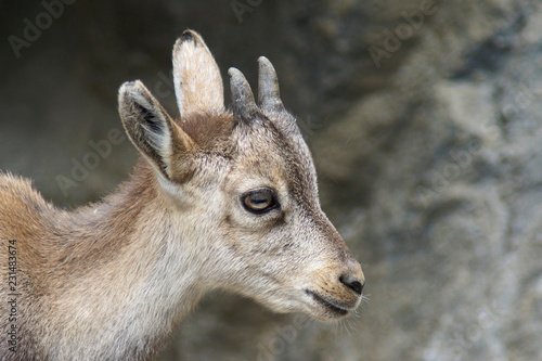 Steinbock - [Capra ibex] © rorue