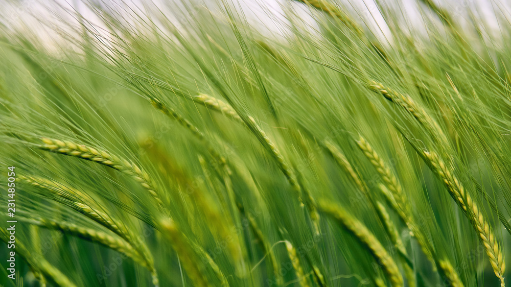 closeup of a field of green wheat closeup of a field of green wheat