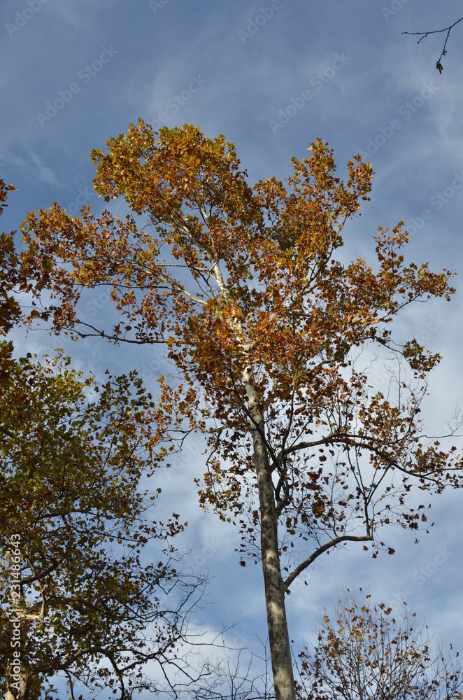 Obraz premium autunno