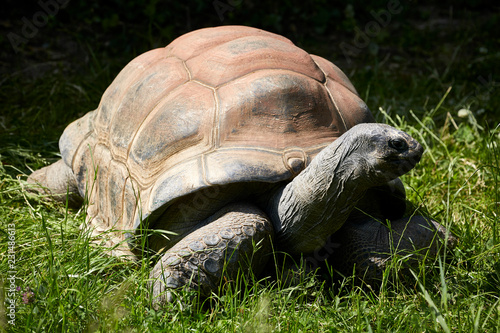 Riesige kriechende Schildkröte hart gepanzert faltige Haut photo