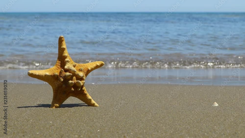 Starfish on the beach. Sea and sand. Background for titles and text Starfish on the beach. Sea and sand. Background for titles and text