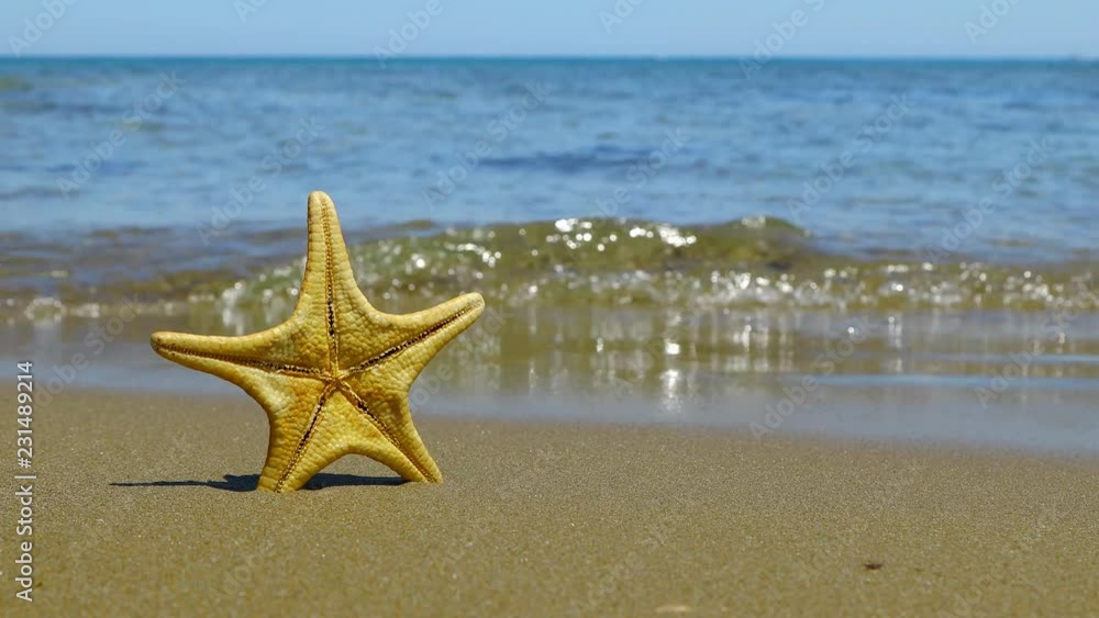 Starfish on the beach. Sea and sand. Background for titles and text Starfish on the beach. Sea and sand. Background for titles and text