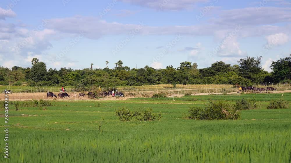 Wind blowing over green paddy fields under clear sky , with a herd of water buffaloes walking on path through fields as backdrop Wind blowing over green paddy fields under clear sky , with a herd of water buffaloes walking on path through fields as backdrop